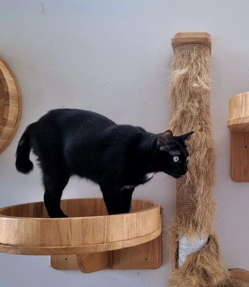 comportamiento depredador de los gatos